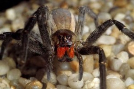 brazilian-wandering-spider