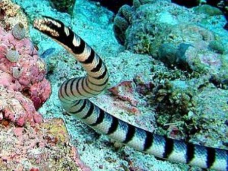belchers-sea-snake