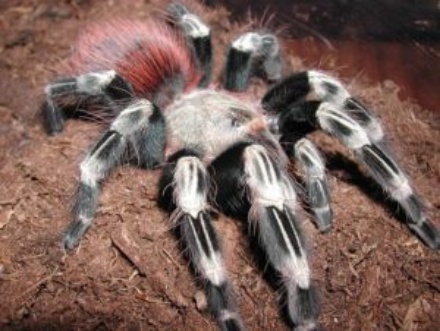 brazilian-giant-tawny-red-tarantula