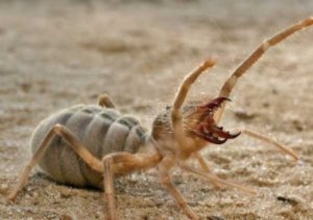 camel-spider