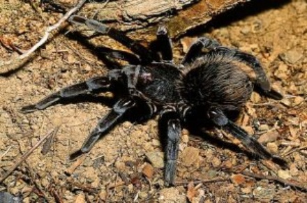 colombian-giant-black-tarantula