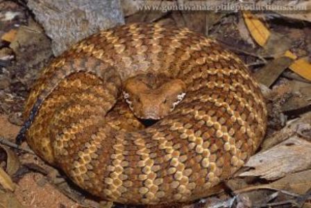 death-adder