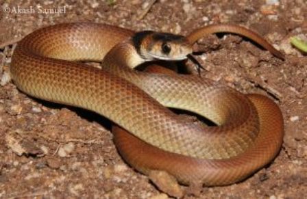 eastern-brown-snake
