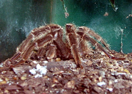 hercules-baboon-spider