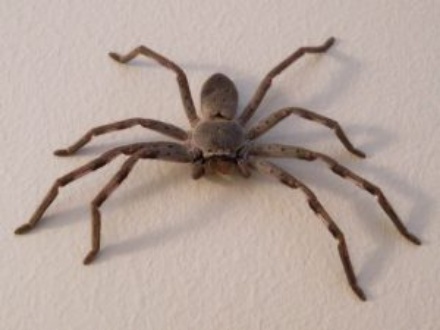 huntsman-spider