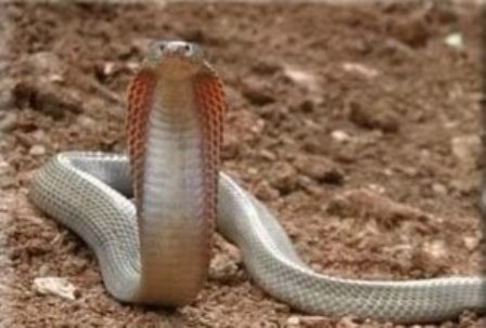 philippine-cobra