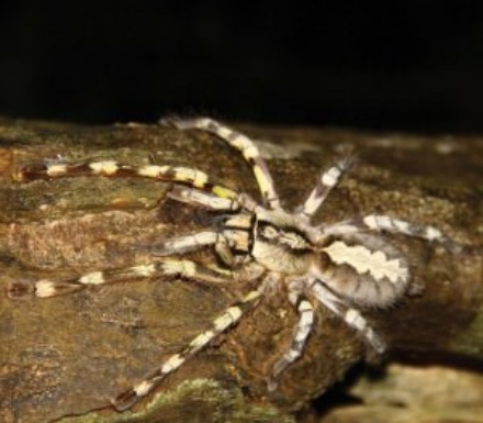 poecilotheria-rajaei