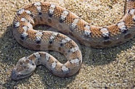 saw-scaled-viper