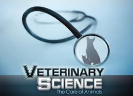 veterinary-schools