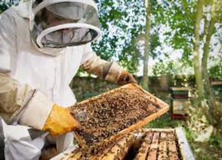 bee-farming-in-nigeria