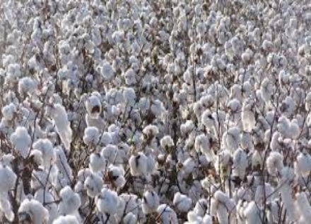 cotton farming in nigeria