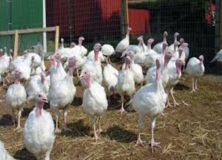 guide-on-how-to-start-turkey-farming-business-in-nigeria
