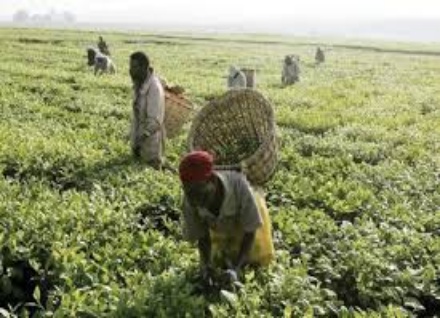 how-to-start-agriculture-business-in-nigeria