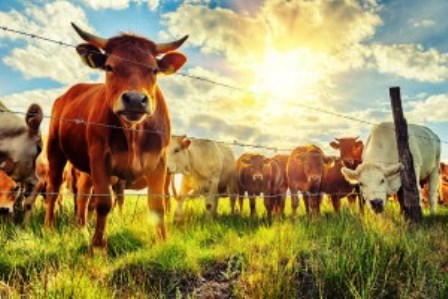 livestock-cattle