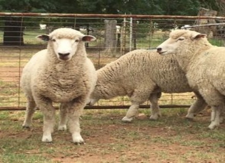 sheep-farming-business-in-nigeria