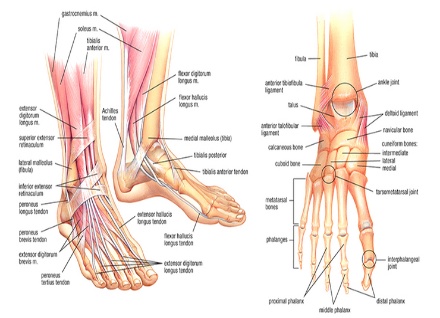 the human hands and feet