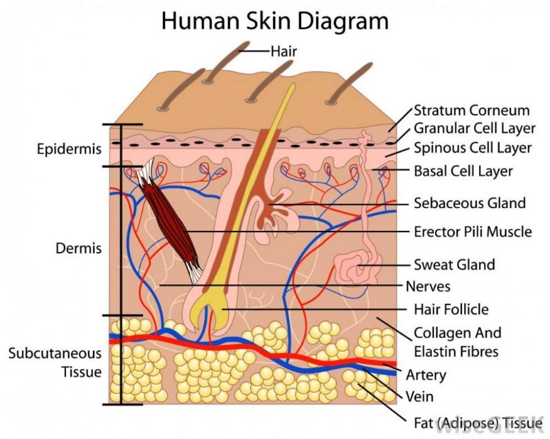 the human skin