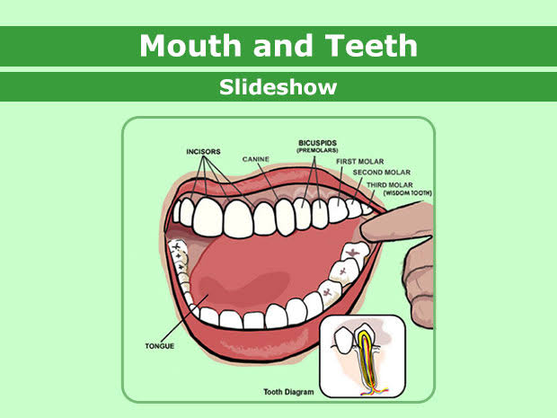 the mouth and teeth