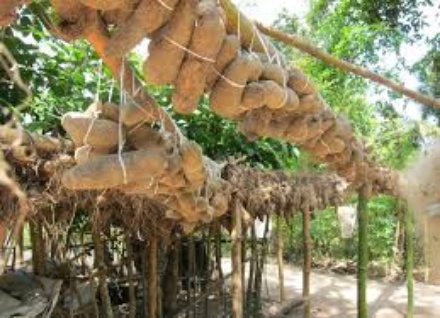 yam-farming-in-nigeria
