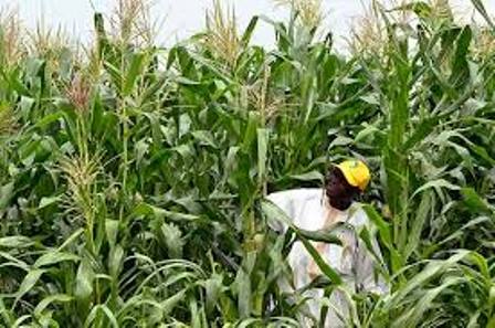 agricultural crops in nigeria