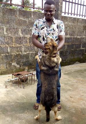 dog breeding business in nigeria