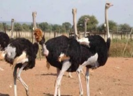 ostrich-farming-business