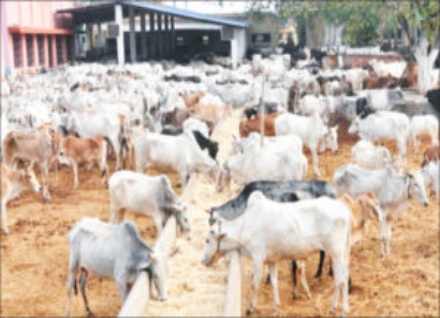 prices-of-cows-in-Nigeria