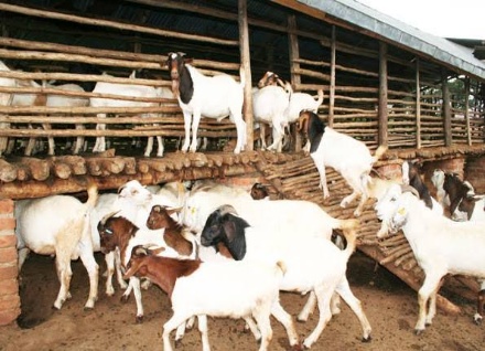prices of goats in Nigeria