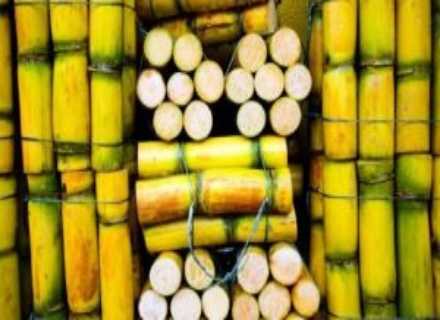 Sugarcane Farming in Nigeria