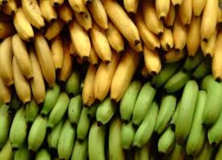 banana-farming-in-nigeria