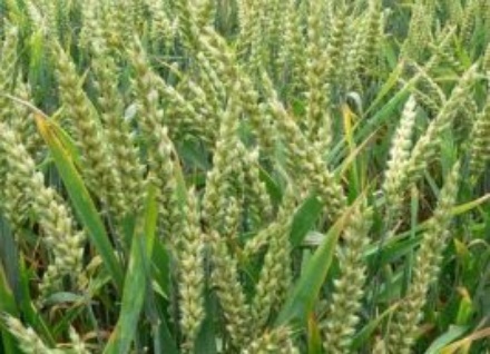 wheat farming in nigeria