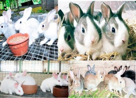 rabbit prices in Nigeria