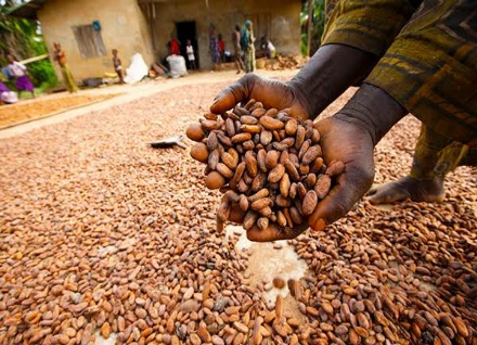 cocoa producing states in nigeria