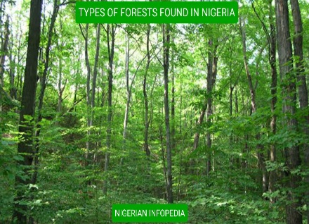 names of forests in nigeria