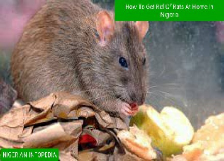 How to effectively get rid of rats at home in Nigeria