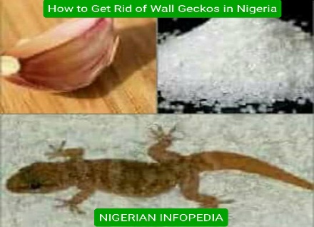 how to get rid of wall geckos in nigeria