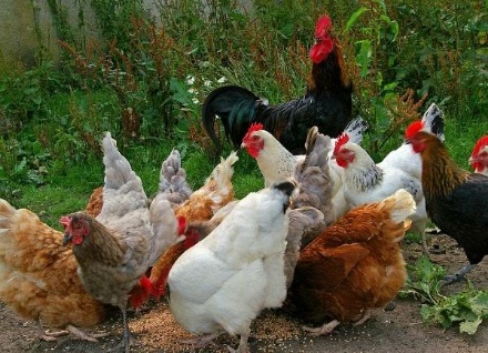 poultry farming in Nigeria