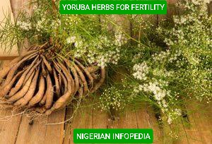 Yoruba herbs for fertility