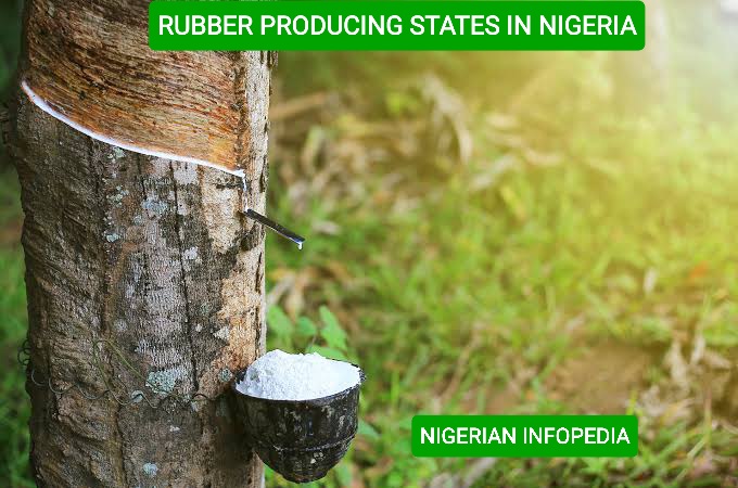 rubber producing states in Nigeria