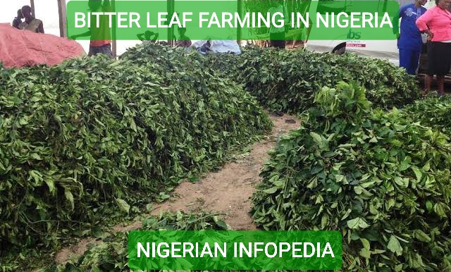 bitter leaf farming in Nigeria