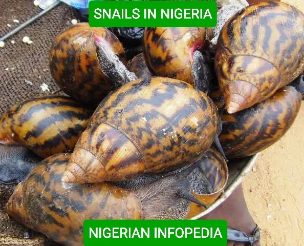 snails in Nigeria