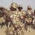 Nigerian Army Ranks, Symbols & Salaries (2023)