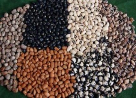 beans-farming-in-nigeria