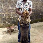 dog breeding business in nigeria