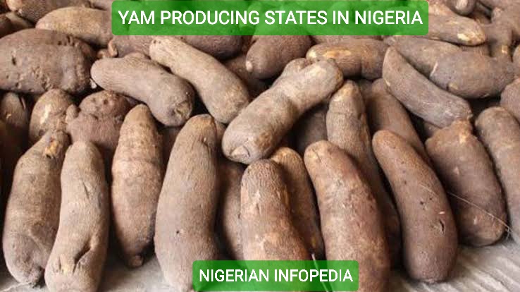 yam producing states in Nigeria