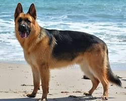 German Shepherd dog breed