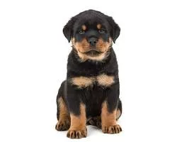 Rottweiler dog breed