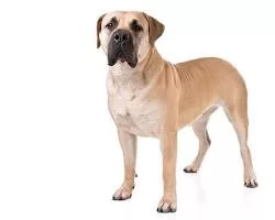 Boerboel dog breed