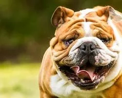 English Bulldog dog breed