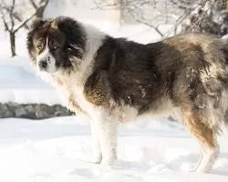 Caucasian Shepherd dog breed